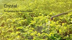  Presentation with plants - Audience pleasing PPT theme consisting of plants with insecticide in garden backdrop and a yellow colored foreground