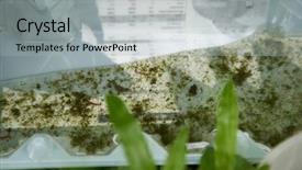  Presentation with plastic container - PPT layouts consisting of plastic container with stagnant water background and a light gray colored foreground