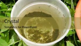  Presentation with breeding - Slides consisting of plastic container with stagnant water background and a gold colored foreground