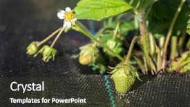  Presentation with unripe - Cool new slide set with plastic mulch - close up view of garden backdrop and a tawny brown colored foreground