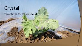  Presentation with mulch - Audience pleasing slide deck consisting of plastic mulch - young watermelon field covered backdrop and a light blue colored foreground