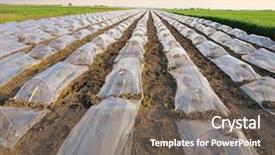  Presentation with mulch - Theme consisting of plastic mulch - young watermelon field background and a gray colored foreground