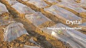  Presentation with cannabis marijuana field - Colorful theme enhanced with plastic mulch - young watermelon field backdrop and a coral colored foreground