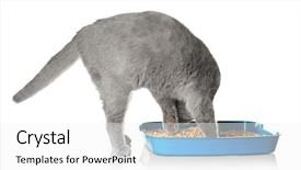  Presentation with cute cat and dog - Beautiful slide deck featuring biodegradeable plastic - cute grey cat with litter backdrop and a white colored foreground