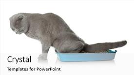  Presentation with cute cat and dog - Cool new slide deck with biodegradeable plastic - cute grey cat with litter backdrop and a white colored foreground