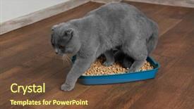  Presentation with cute cat and dog - Audience pleasing slide set consisting of biodegradeable plastic - cute grey cat with litter backdrop and a tawny brown colored foreground