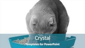  Presentation with cat - Presentation design consisting of biodegradeable plastic - cute grey cat with litter background and a teal colored foreground