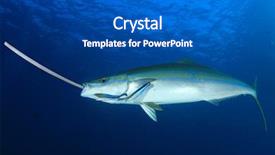  Presentation with fish ocean - Audience pleasing presentation design consisting of plastic pollution in ocean backdrop and a dark gray colored foreground