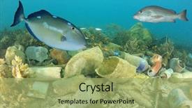  Presentation with fish ocean - Amazing theme having plastic pollution on ocean reef backdrop and a mint green colored foreground