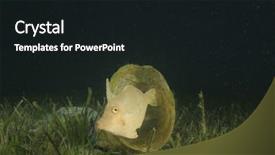  Presentation with fish ocean - Colorful presentation theme enhanced with plastic trash pollutes ocean fish backdrop and a  colored foreground