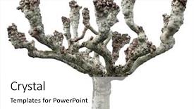  Presentation with plane - Audience pleasing PPT theme consisting of platanus plane tree grey grafted backdrop and a white colored foreground