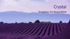  Presentation with lavender flowers - Amazing presentation theme having plateau - lavender field in summer purple backdrop and a sky blue colored foreground