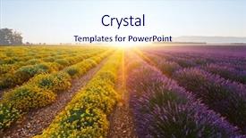  Presentation with purple flowers and oils - Presentation theme enhanced with plateau - purple lavender flowers right background and a sky blue colored foreground