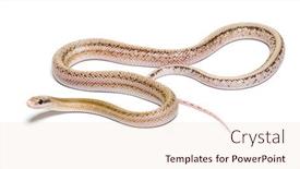 Presentation with white rat - PPT theme enhanced with platinum-beauty-rat-snake-orthriophis background and a lemonade colored foreground