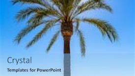  Presentation with palm beach - Presentation theme consisting of platja de alcudia beach palm trees in mallorca majorca at balearic islands of spain background and a light blue colored foreground