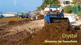  Presentation with sargassum - 