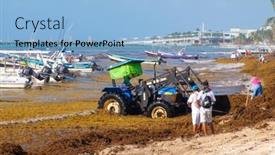  Presentation with sargassum - 