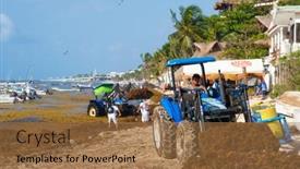  Presentation with sargassum - 