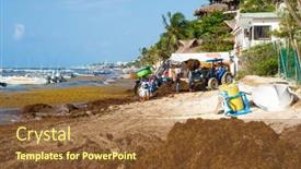  Presentation with sargassum - 