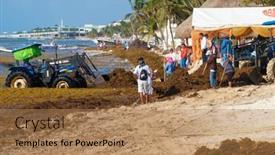  Presentation with sargassum - 