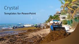  Presentation with sargassum - 