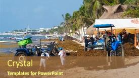  Presentation with sargassum - 