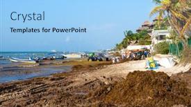  Presentation with sargassum - 