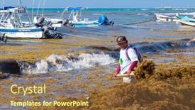  Presentation with sargassum - 