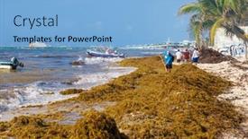  Presentation with sargassum - 