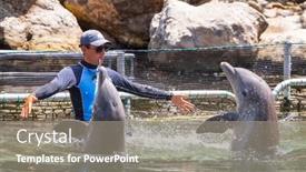  Presentation with dolphin - Theme having playa-del-carmen-mexico-july background and a gray colored foreground