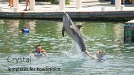  Presentation with dolphin - Cool new theme with playa-del-carmen-mexico-july backdrop and a light gray colored foreground
