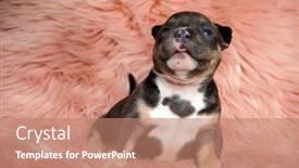  Presentation with bully - Cool new theme with playful-american-bully-puppy-smiling backdrop and a coral colored foreground