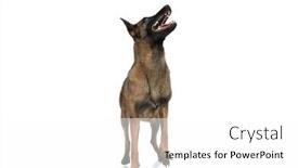  Presentation with puppy - Theme enhanced with playful-belgian-shepherd-puppy-looking background and a  colored foreground