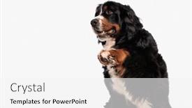  Presentation with play - Slide set featuring playful-berna-shepherd-dog-looking background and a  colored foreground