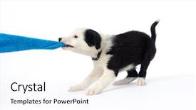  Presentation with puppy - Amazing presentation design having playful border collie puppy tugging backdrop and a pink colored foreground