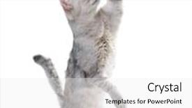  Presentation with cat - Slides consisting of playful cat with raised hand background and a white colored foreground