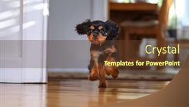  Presentation with executive marting luther king jur - Slide deck enhanced with playful-cavalier-king-charles-spaniel background and a tawny brown colored foreground