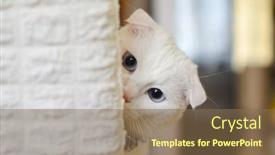  Presentation with blue eyes - Slides featuring playful-cute-white-cat background and a violet colored foreground