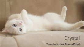  Presentation with blue eyes - PPT theme enhanced with playful-cute-white-cat background and a mint green colored foreground