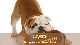  Presentation with dog park dogs plays - Slides having playful dog - english bulldog background and a red colored foreground