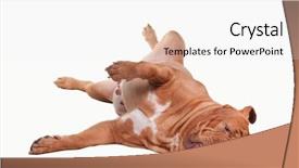  Presentation with dog - Colorful slides enhanced with playful dog of dogue de backdrop and a white colored foreground