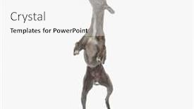  Presentation with english - PPT layouts consisting of playful-english-hound-dog-standing background and a white colored foreground