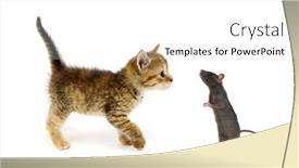  Presentation with white rat - Presentation theme consisting of playful-kitten-and-rat-isolated background and a white colored foreground