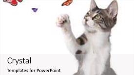  Presentation with butterflies - Cool new PPT theme with gray cat catching - playful kitten batting at butterflies backdrop and a white colored foreground
