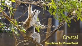  Presentation with lemur - PPT theme with playful-lemur-frolicking background and a tawny brown colored foreground