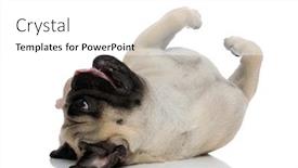  Presentation with tongue - Colorful slides enhanced with playful pug rolling backdrop and a white colored foreground