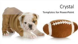  Presentation with english bulldog - Colorful theme enhanced with playful puppy - english bulldog puppy backdrop and a white colored foreground