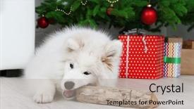  Presentation with dog christmas - PPT theme with playful samoyed dog with firewood with christmas tree on background background and a mint green colored foreground