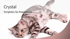  Presentation with fold - Beautiful presentation design featuring highland games - playful scottish fold kitten lying backdrop and a white colored foreground