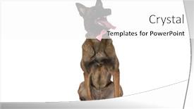  Presentation with pink white - Theme featuring playful-seated-little-malinois-puppy background and a white colored foreground